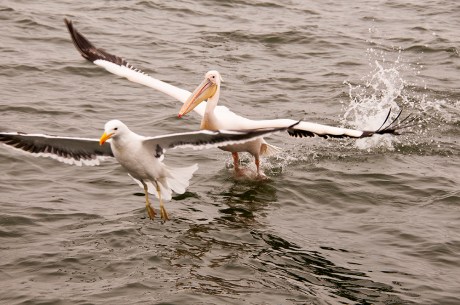 pellicano vs./ gabbiano