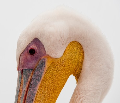 Pellicano visto da vicino